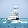 Mahi Mahi Deepsea Fishing Charters
